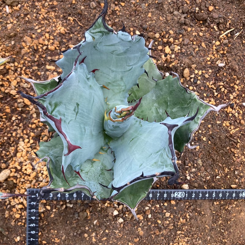 抜き苗】チタノタ×コロラータ 極上個体（250912） | アガベの専門店