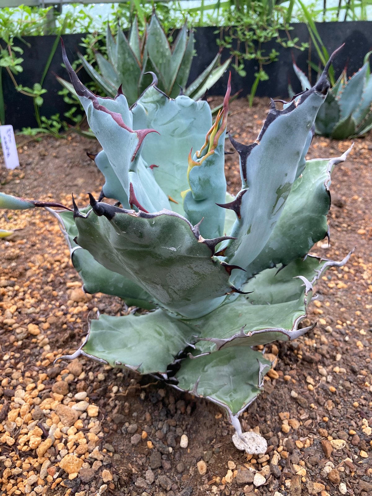 fit=scale-down,w=1200