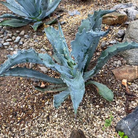 アメリカーナ | STORES