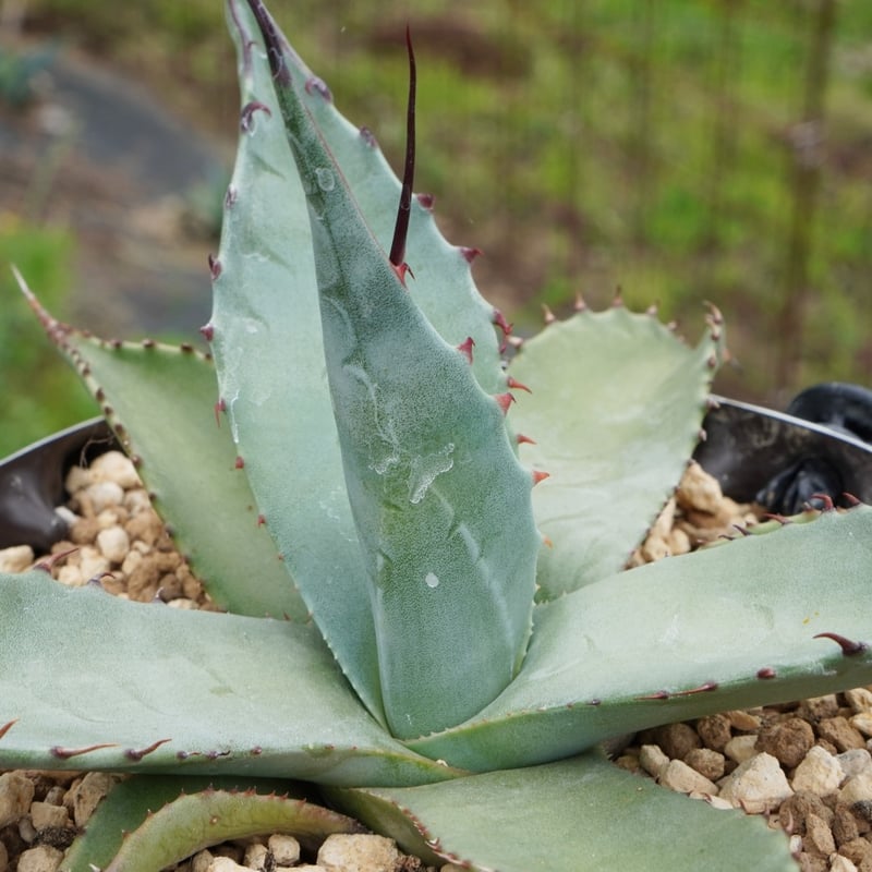 つ*ー様 【レア/300円スタート】パリーハイブリッド　中株　アガベ　パリー　吉 A*3様 【レア/300円スタート】パリーハイブリッド 中株 アガベ パリー 吉