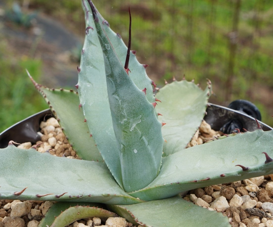 アガベ　トランカータ　ハイブリッド　大株　美株　パリ―　ネオメキシカーナ　吉祥天 アガベ トランカータ ハイブリッド 大株 美株 パリ― ネオ