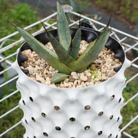 抜き苗】シャウィー×ポタトラム・コロナ・デル・ディアブロ 美株