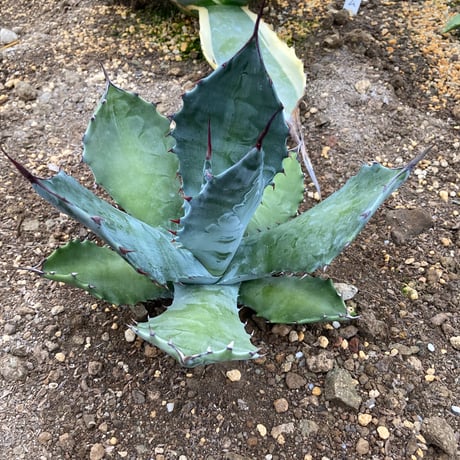 地植えアガベ | STORES