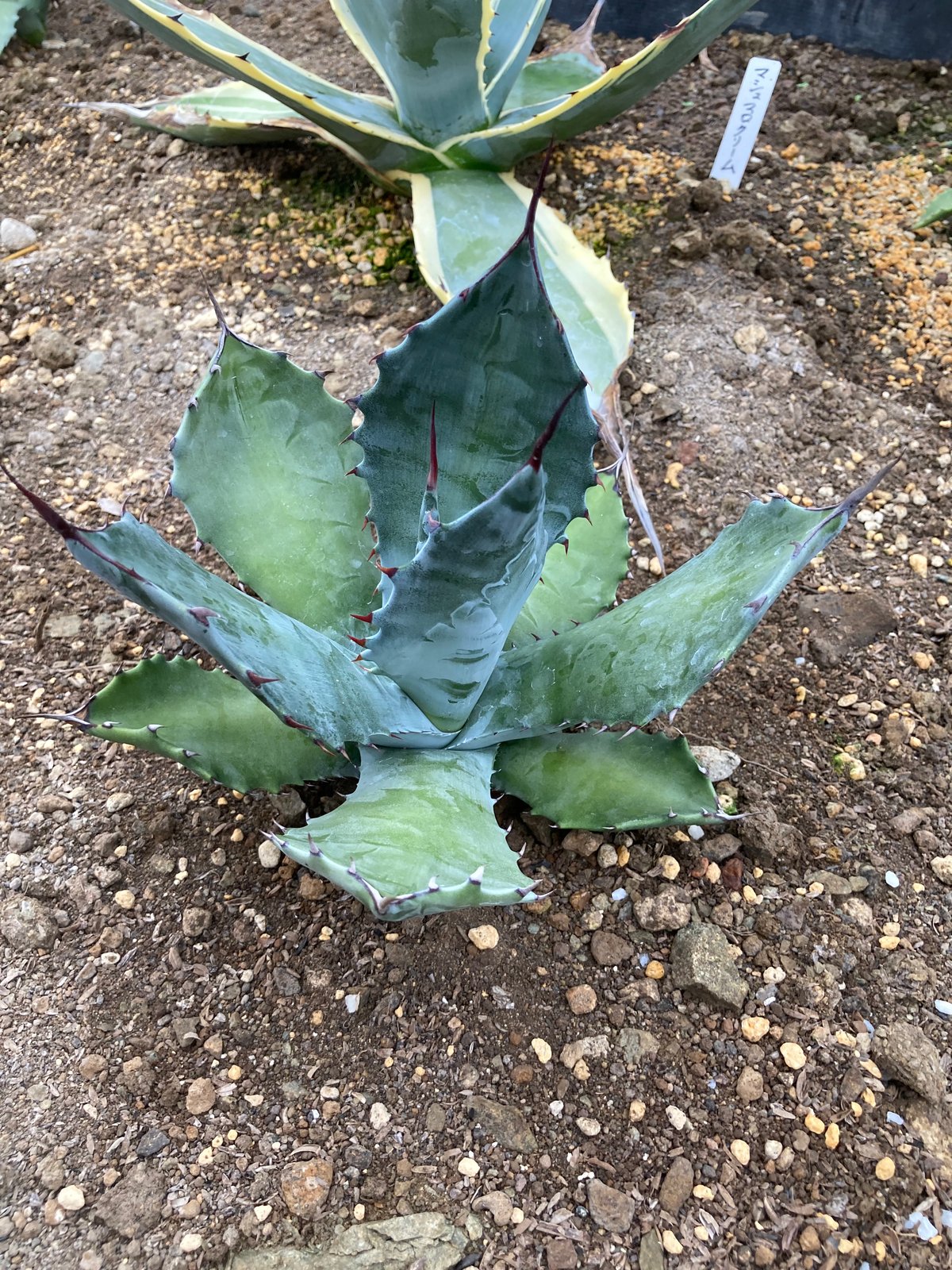 【抜き苗発送】アガベ　ハイブリッド　コロラータ　ジョーズ 抜き苗発送】アガベ ハイブリッド コロラータ ジョーズ