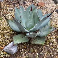 抜き苗】パリー・ホーチエンシス・ウェイクフィールド （250912