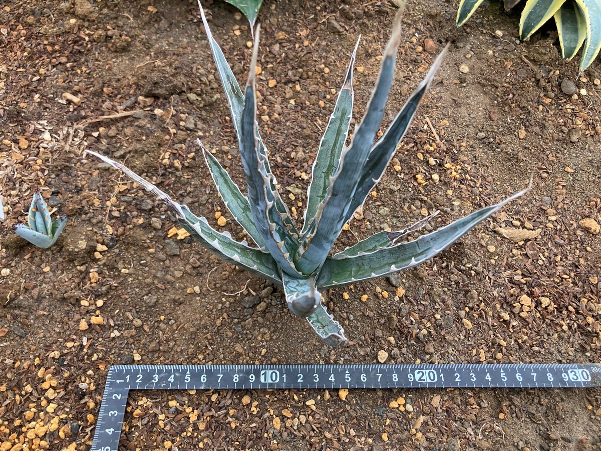 アガベ　キシロナカンサ　大株　ブルー？ソードフィッシュ？　高さ90センチ アガベ キシロナカンサ ソードフィッシュ ｜ mokubaraya もくばらや