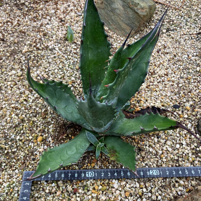 アガベ ジェントリー 3苗 抜き苗 アガベ ジェントリージョーズ カット