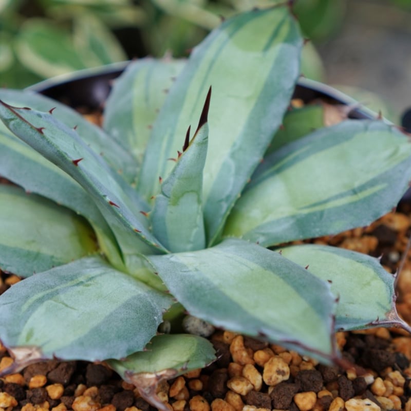 吉祥天錦（250706） | アガベの専門店 とげまる