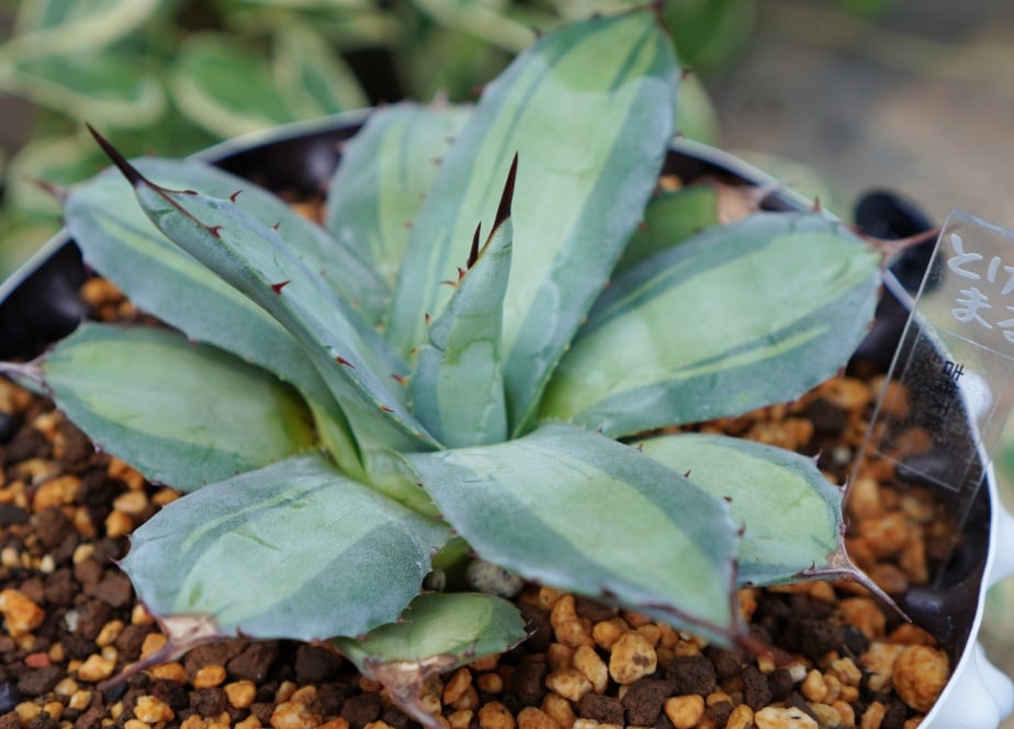 吉祥天錦（250706） | アガベの専門店 とげまる