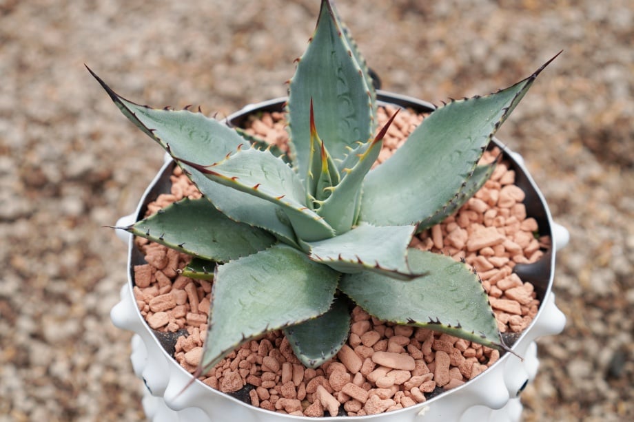 パリー ホーチエンシス ウェイクフィールド / parryi huachucensis Wak