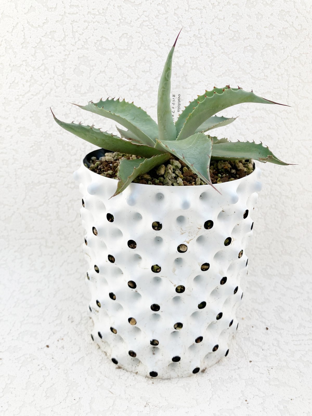 オバティフォリア / ovatifolia | アガベの専門店 とげまる