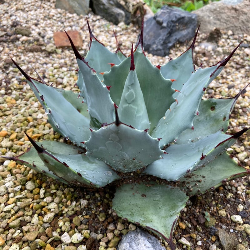 抜き苗】パリー・ホーチエンシス 良個体（250913） | アガベの専門店