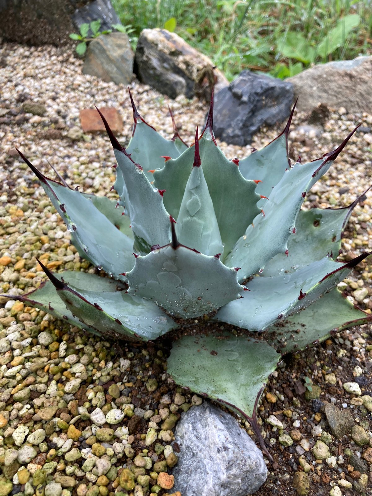 抜き苗】パリー・ホーチエンシス 良個体（250913） | アガベの専門店