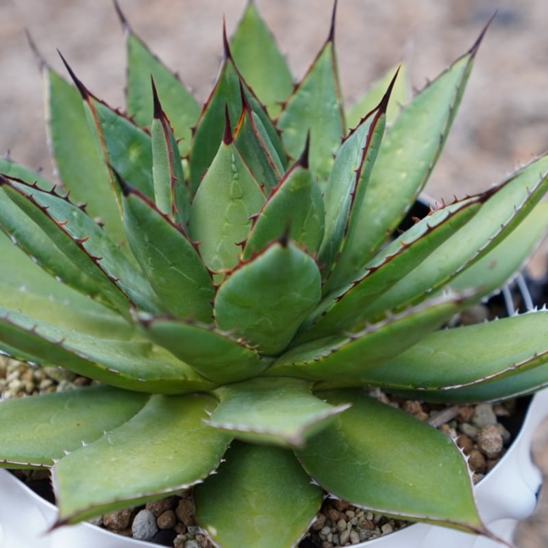 アガベ・フィリフェラxイシスメンシス