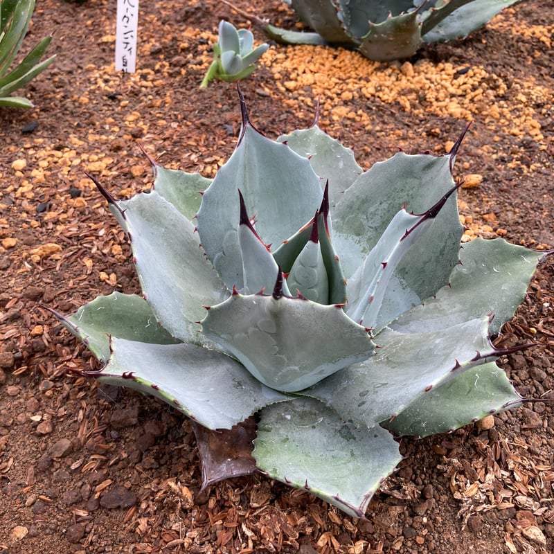 アガベ　パリー トランカータ　子株 no.3 アガベ パリー トランカータ agave parryi truncata 子株