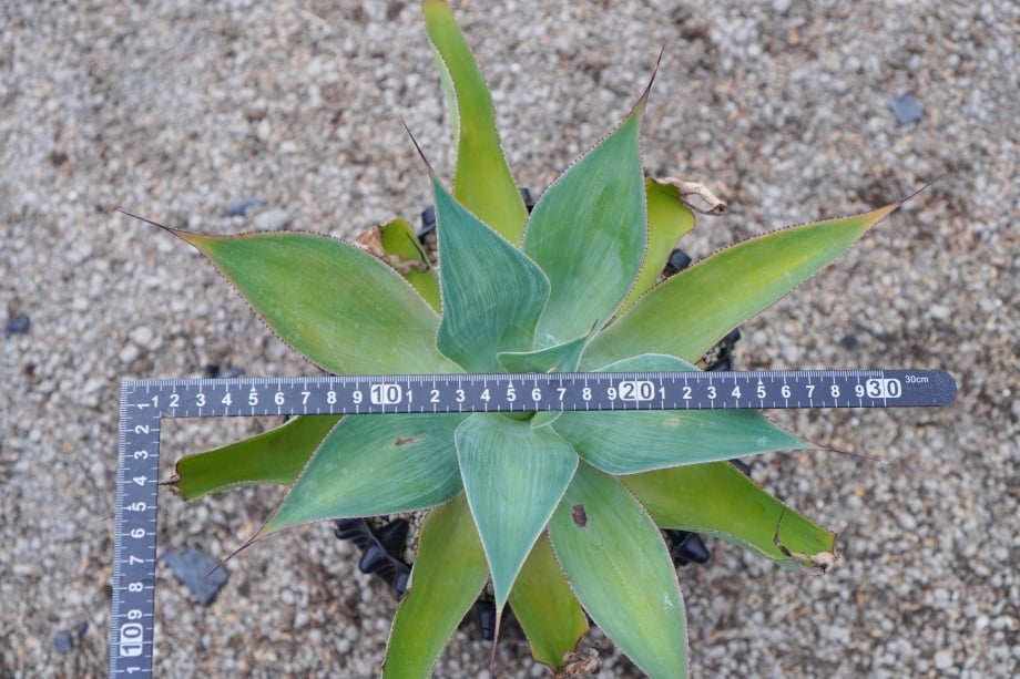 アガベ☆ブルー・フレイム' (attenuata×shawii) アガベ x ブルーフレイム｜Agave x 'Blue Flame' | DESERT INC.