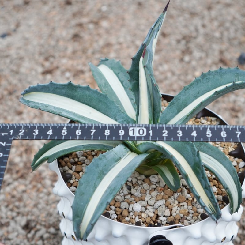 現品・現物】大型！アガベアメリカーナ中斑、メディオピクタアルバ