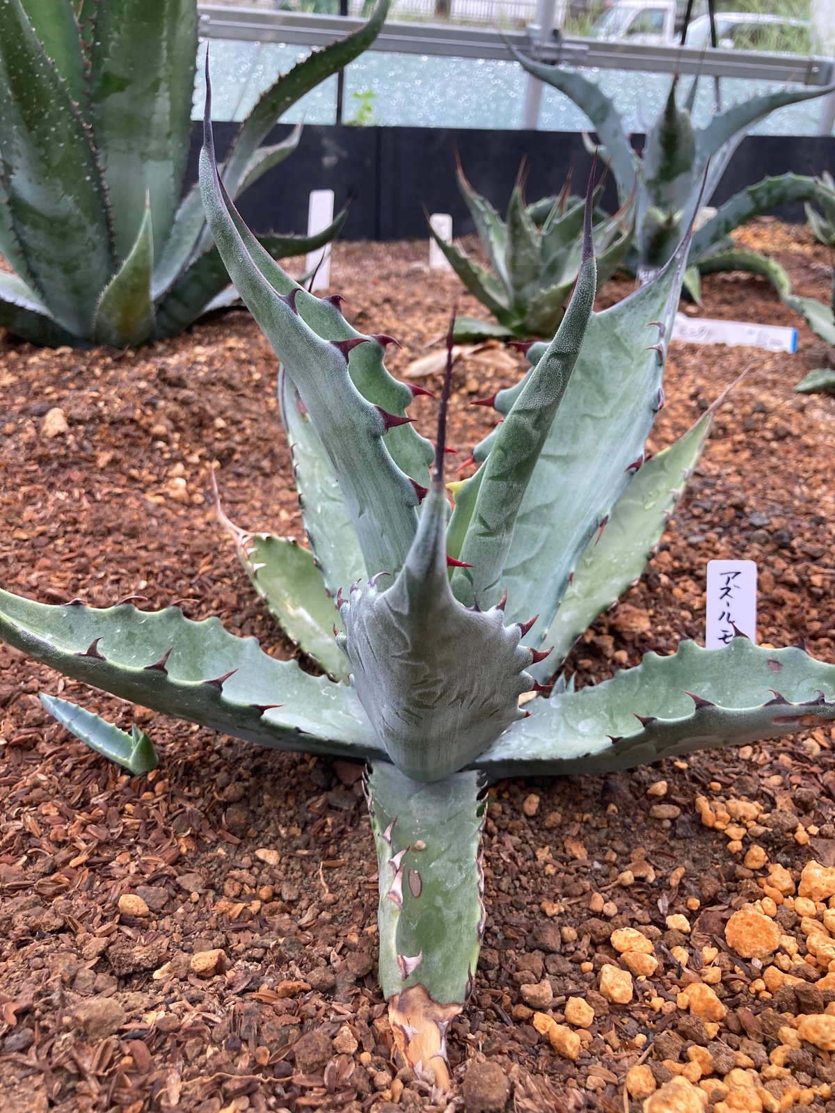 抜き苗】アズールモントレー レア（250912） | アガベの専門店 とげまる