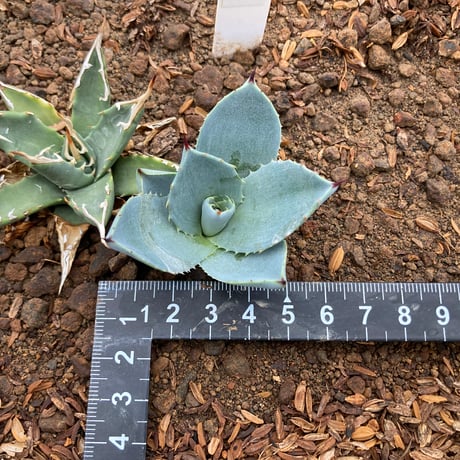 4*e様 週末のみセール 黄縞斑 パリー トランカータ オスプレイ 検) オリザ 4*e様 週末のみセール 黄縞斑 パリー トランカータ オスプレイ 検