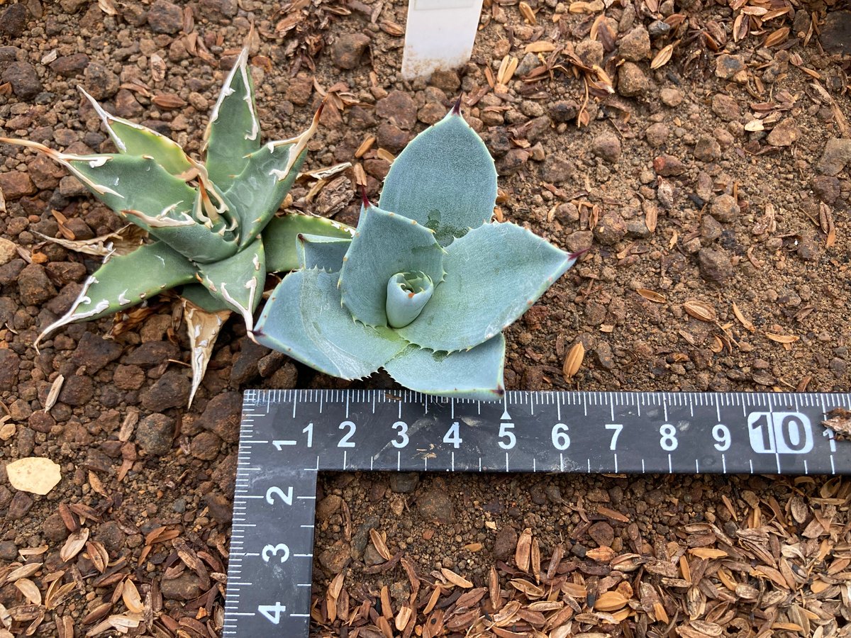 抜き苗】極上パリー・トランカータ子株B（250912） | アガベの専門店