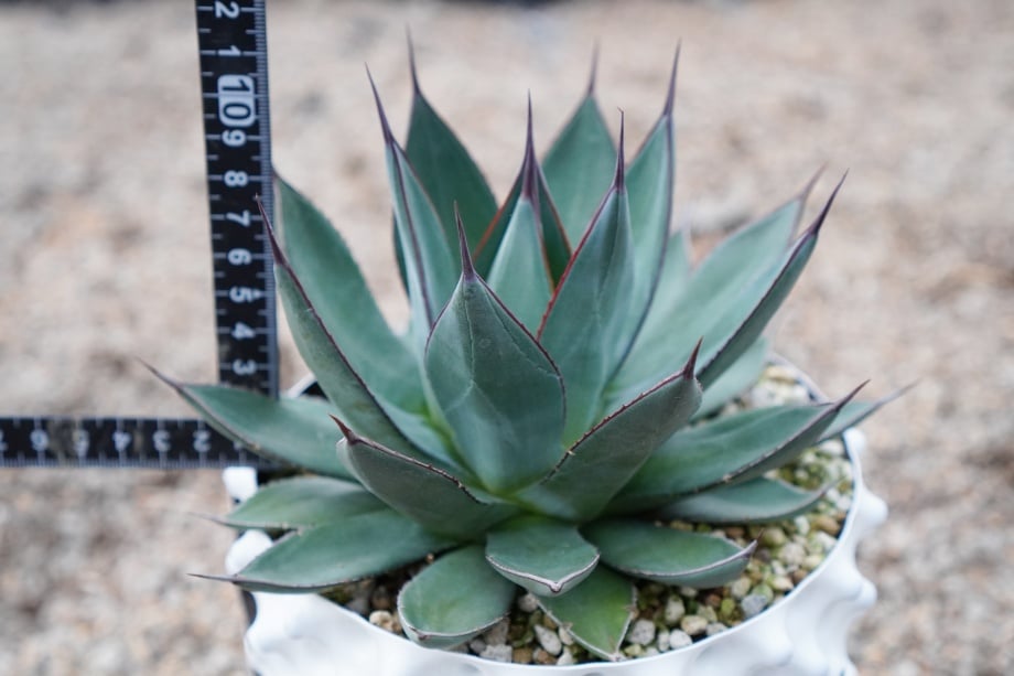 アガベ　ブルーエンバー　w40cmオーバー アガベブルーエンバー ② | カトーエンゲー