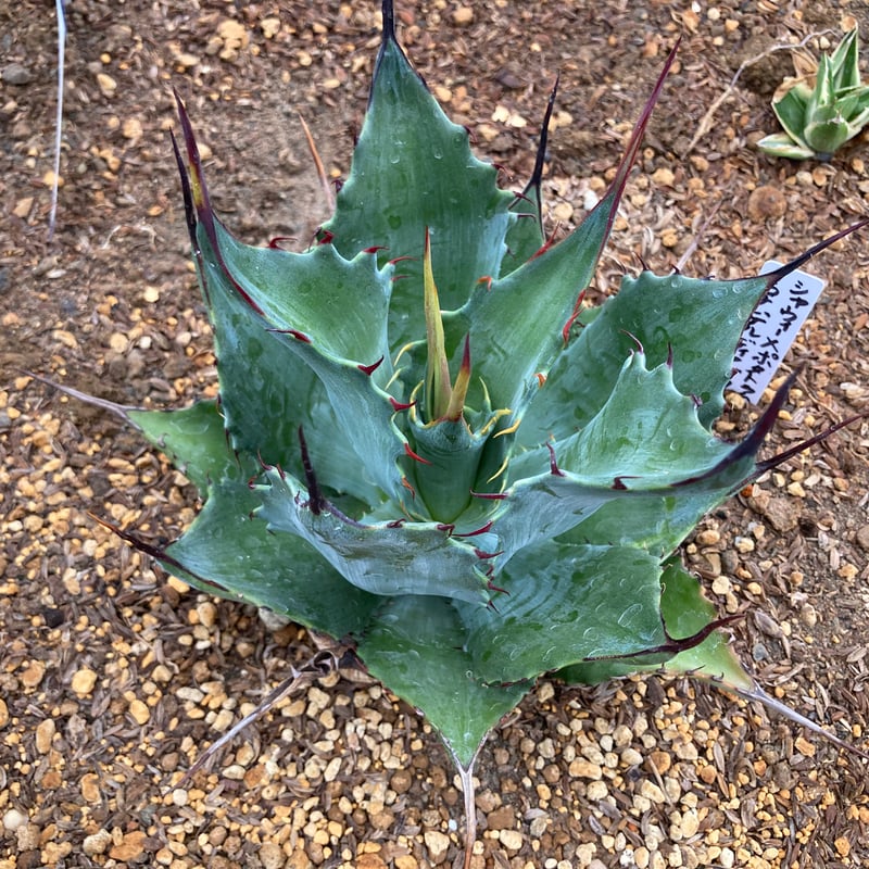 抜き苗】シャウィー×ポタトラム・コロナ・デル・ディアブロ 美株