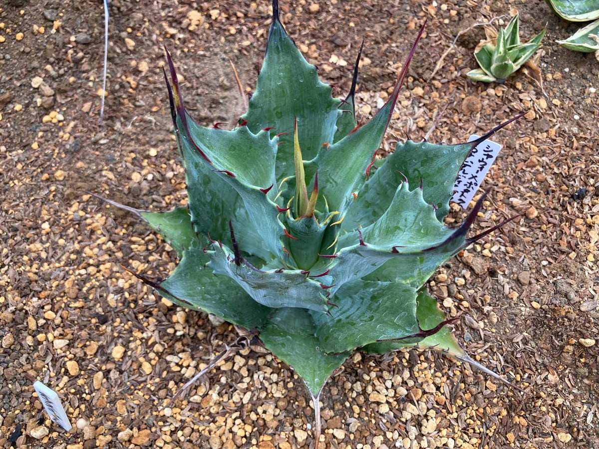 抜き苗】シャウィー×ポタトラム・コロナ・デル・ディアブロ 美株