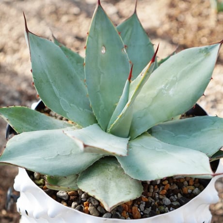 トランカータ | STORES