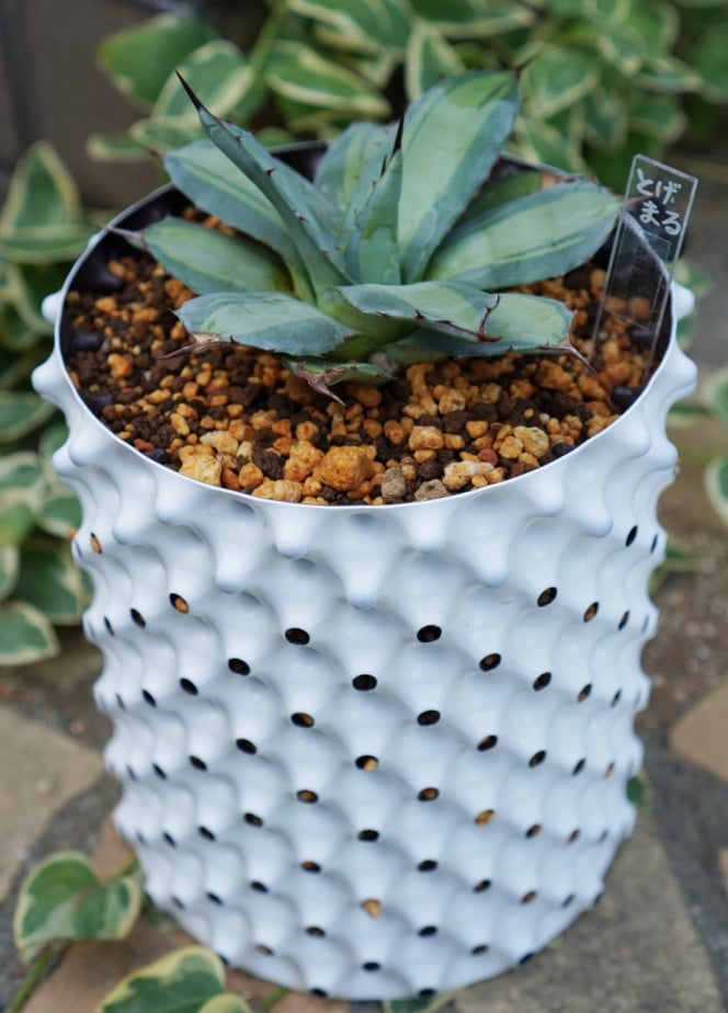 吉祥天錦 吉祥天錦 【公式通販】