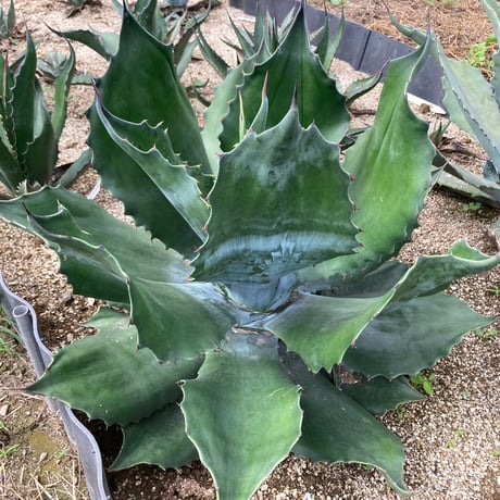 ドライガーデン | STORES