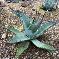 コロナデルディアブロ　鉢込み コロナデルディアブロ 鉢込み