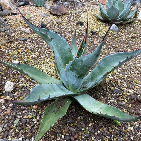 地植えアガベ | STORES