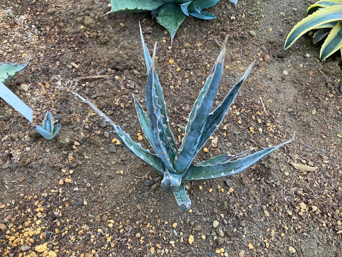 抜き苗】キシロナカンサ・ソードフィッシュ（250912） | アガベの専門