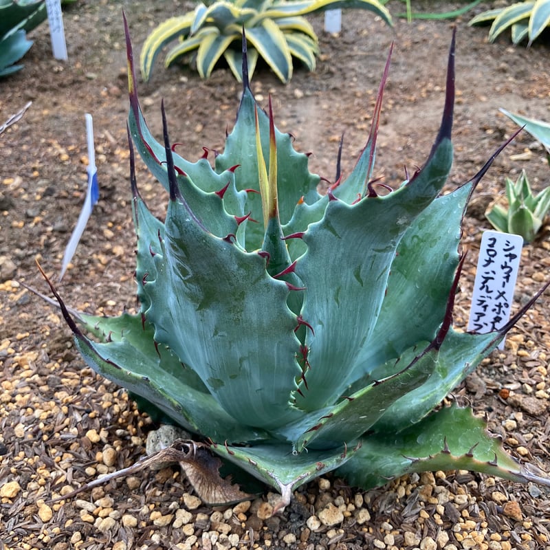 抜き苗】シャウィー×ポタトラム・コロナ・デル・ディアブロ 美株