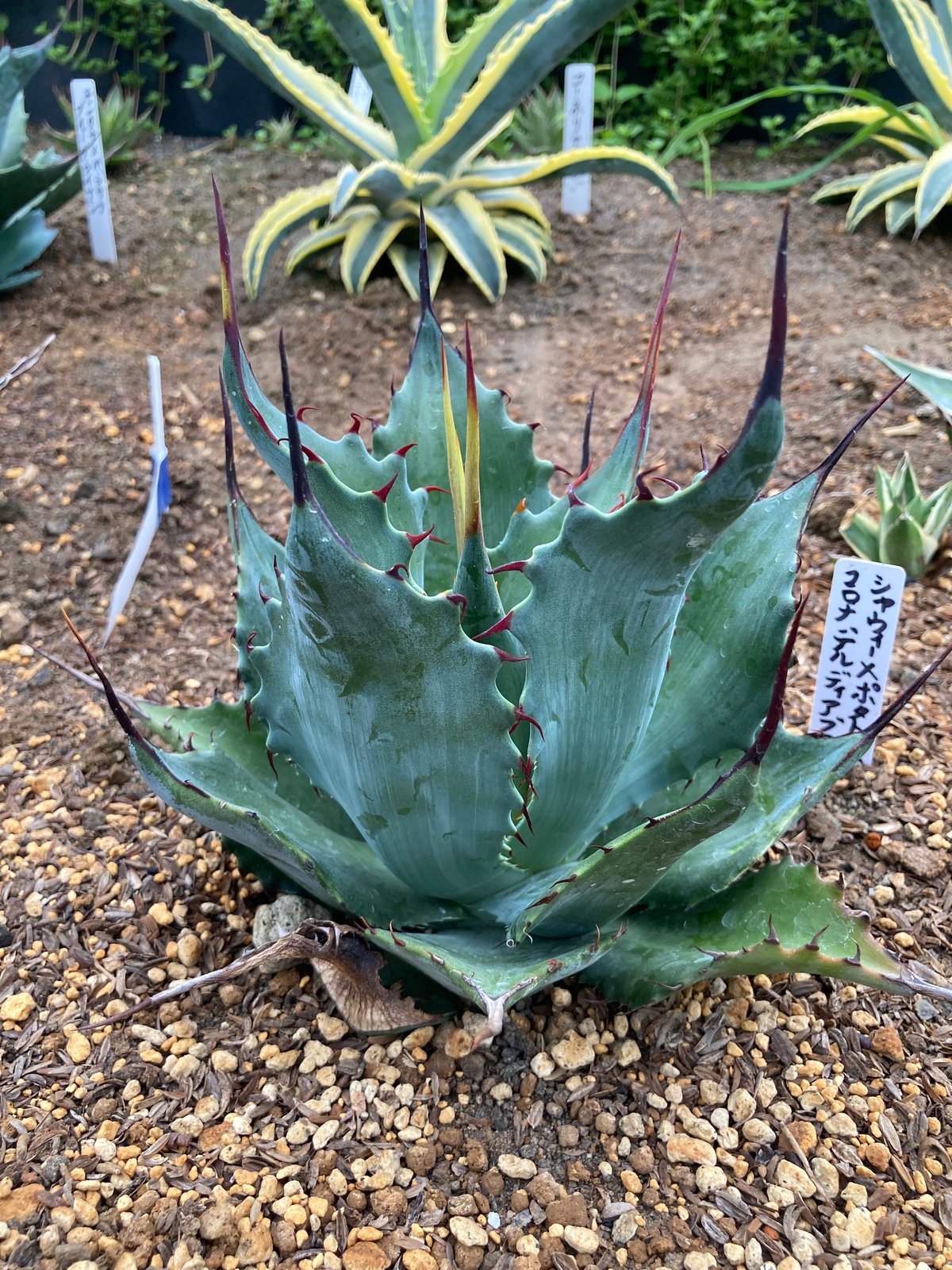 抜き苗】シャウィー×ポタトラム・コロナ・デル・ディアブロ 美株