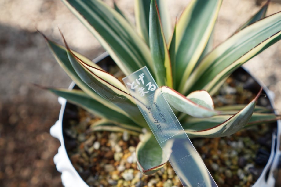 アガベ スノーグロー (Agave 'Snow Glow' | Walters Gardens アガベ スノーグロー (Agave 'Snow Glow' | Walters Gardens