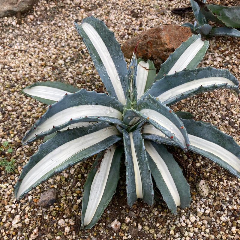 抜き苗】アメリカーナ・華厳 (250912） | アガベの専門店 とげまる
