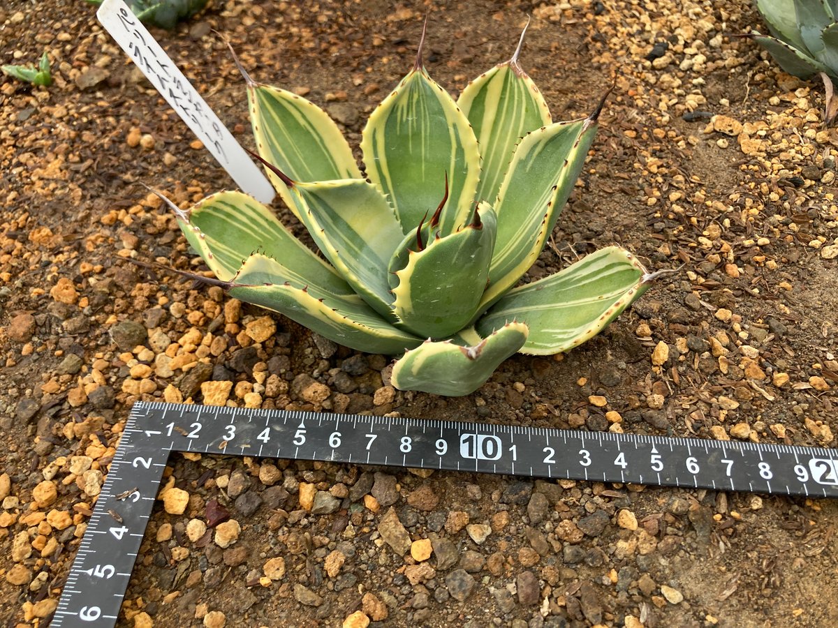 抜き苗】パリー・トランカータ・ライムストリーク（250912） | アガベ