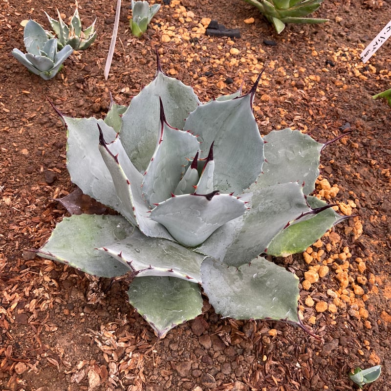 抜き苗】極上パリー・トランカータ子株B（250912） | アガベの専門店