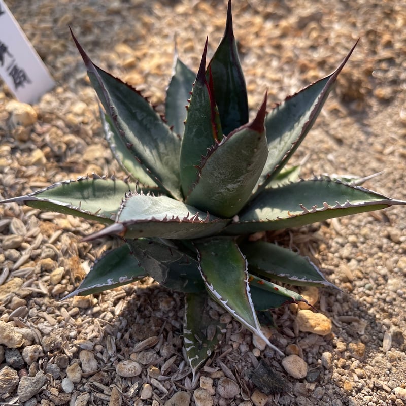 笹の雪×屈原の舞扇 レア ハイブリッドアガベ【抜き苗】 | とげまる園芸