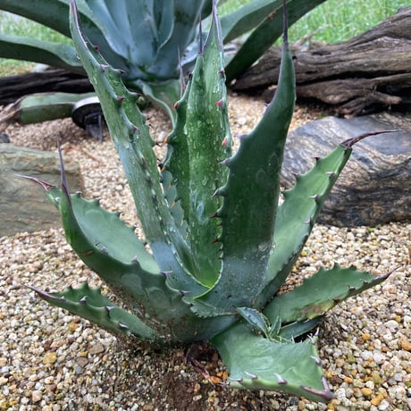 アガベの専門店 とげまる