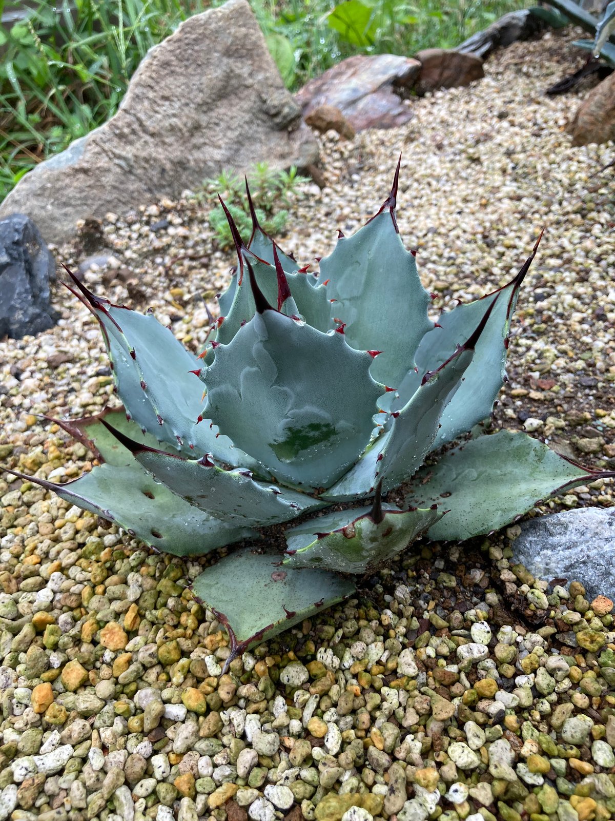 抜き苗】パリー・ホーチエンシス 良個体（250913） | アガベの専門店