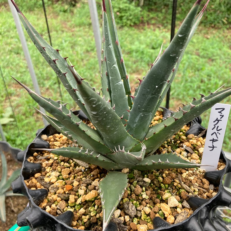 抜き苗】マッケルベヤナ レア (250914） | アガベの専門店 とげまる