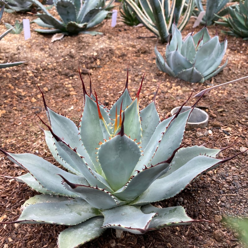 抜き苗】パリー・トランカータ 細葉コンパクトタイプ（250912