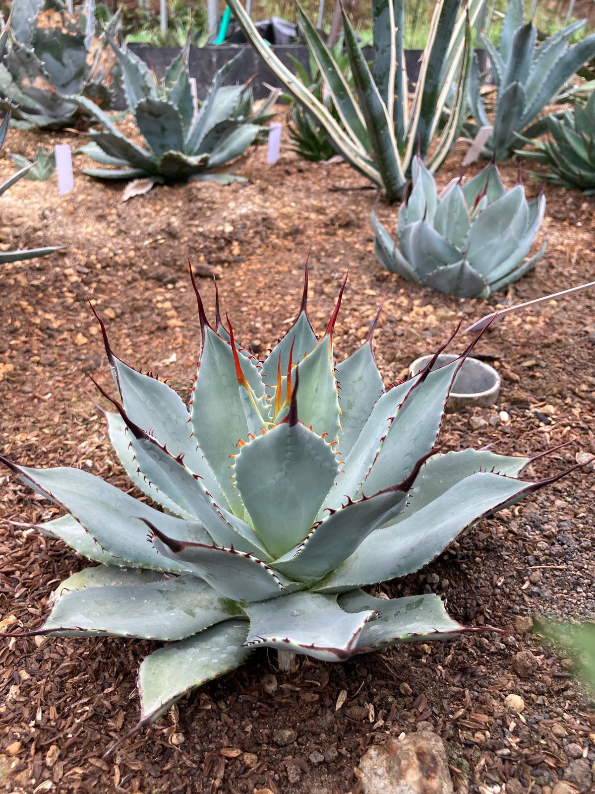 パリートランカータ　奇形葉 アガベ「パリー・パリー」＆「パリー・トランカータ」の成長記録