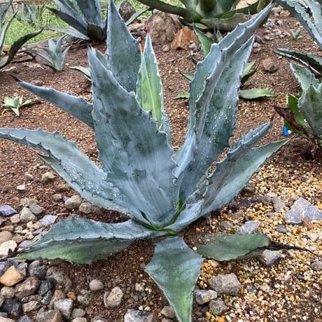 アガベ　シャカズル　ブルーグロー　ドライガーデン　希少 アガベ「ブルー・グロー」 3号ロングポット | | アガベ