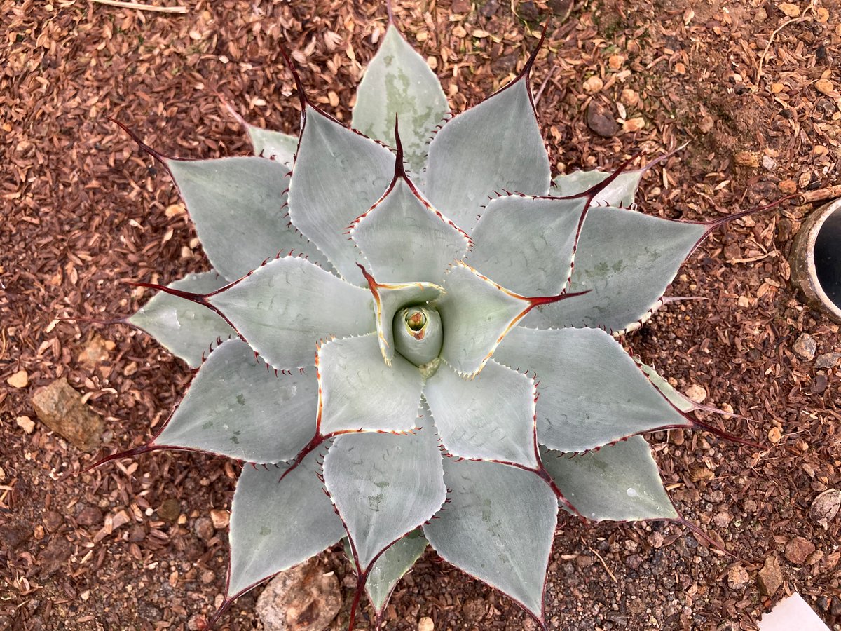 抜き苗】パリー・トランカータ 細葉コンパクトタイプ（250912