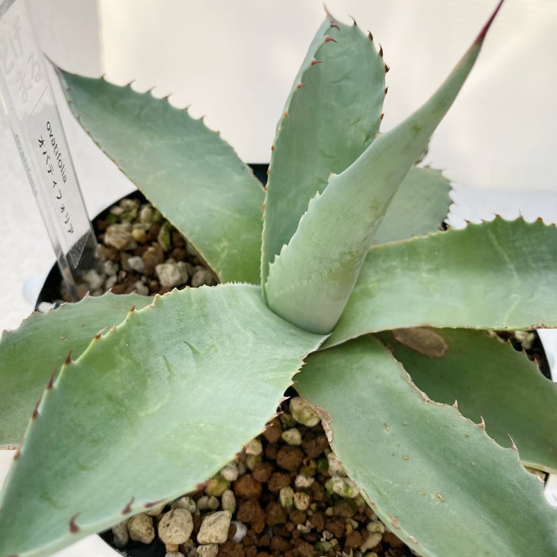 オバティフォリア / ovatifolia | アガベの専門店 とげまる