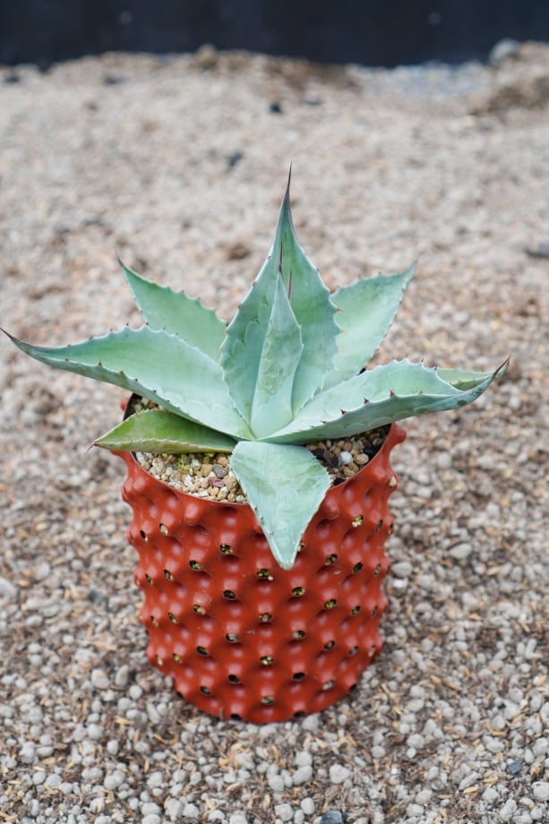 オバティフォリア　ジャックフロスティ　カット苗 オバティフォリア ジャックフロスティ カット苗 【公式通販】