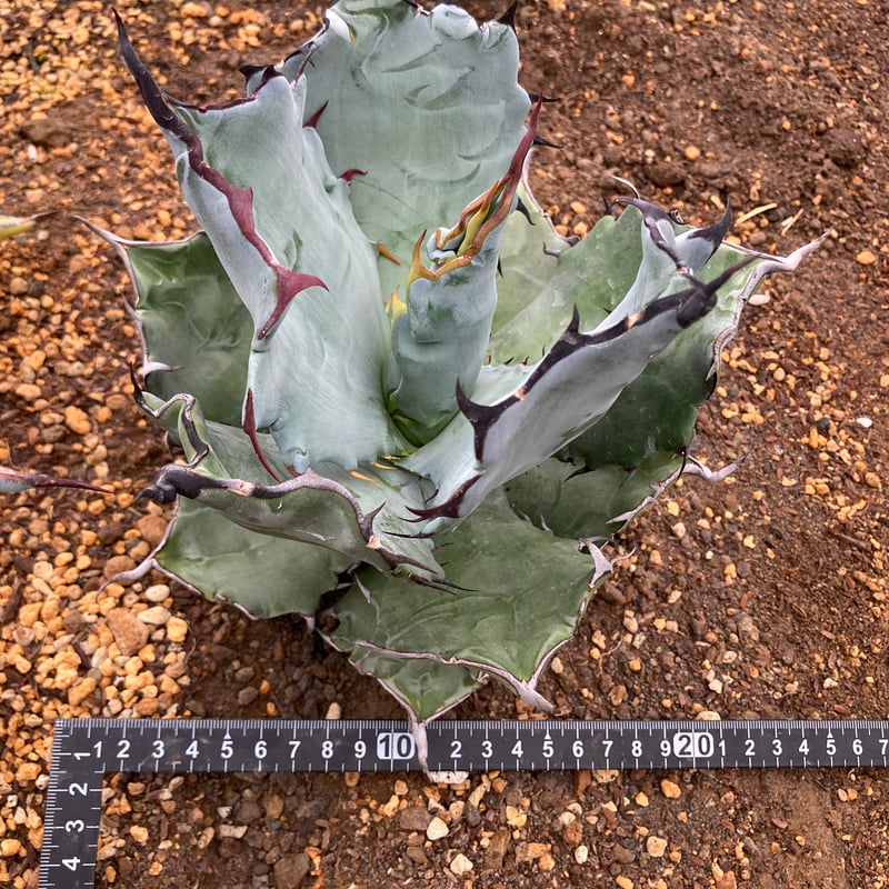 抜き苗】チタノタ×コロラータ 極上個体（250912） | アガベの専門店